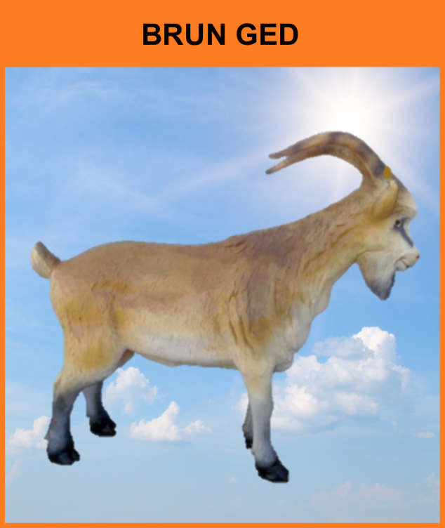 B 050 / A155A
Ged med Horn
Størrelse: 90 x 106 cm.